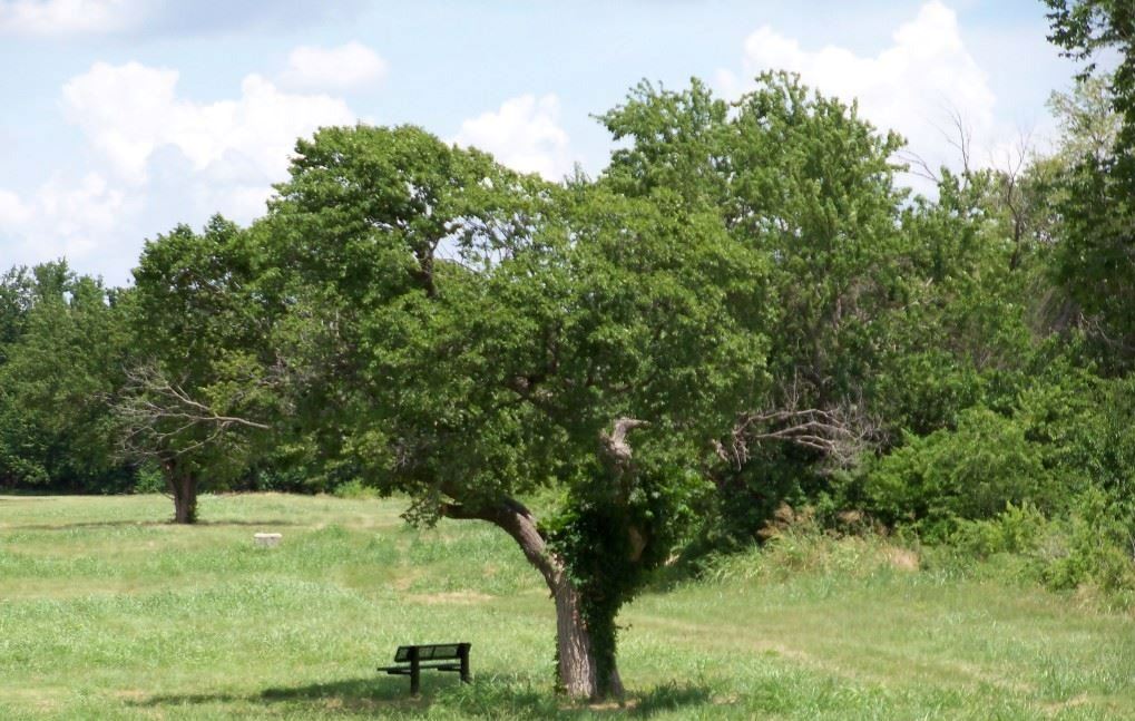 Tree in Duck Creek Park